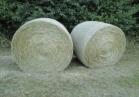 Bild Rundballen Heu