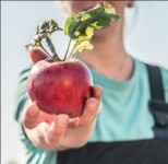 Hand Apfel