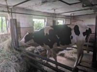 Holstein-Färse