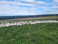 Gänse neu Gänse neu
