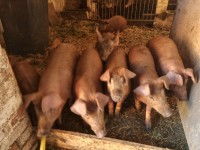 Duroc-Läufer Duroc-Läufer