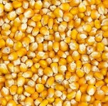 Körnermais Körnermais