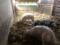 a1f0334b-9139-47e3-a5bc-8dd0fc53f224