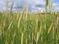 Roggen 2025 2 Roggen 2025 2