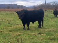 Galloway_Bulle Galloway_Bulle