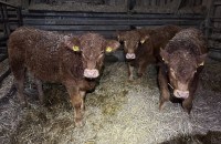 Limousin Absetzer Stand 16.01.26