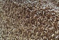 Bild Wintergerste - Biohof Fröhlich