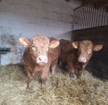 20260213_155501 20260213_155501