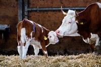 0415DSC09798 a 0415DSC09798 a