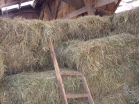 Heu Kleinballen Heu Kleinballen