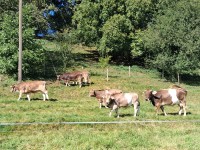 20250906_Erbse kälber ochsen 20250906_Erbse kälber ochsen