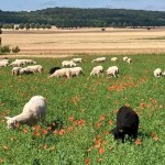 Schafe im Mohn Schafe im Mohn