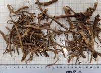 09821010_Echinacea pallida radix kbA, ganz 09821010_Echinacea pallida radix kbA, ganz
