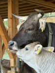 Afra mit KAlb 2026 Afra mit KAlb 2026