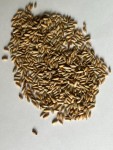 IMG_1658 IMG_1658