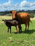 Angus-Kuh mit Kalb Angus-Kuh mit Kalb