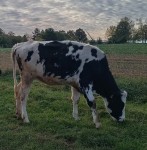 Holstein-Färse Holstein-Färse
