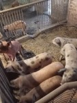 Ferkel